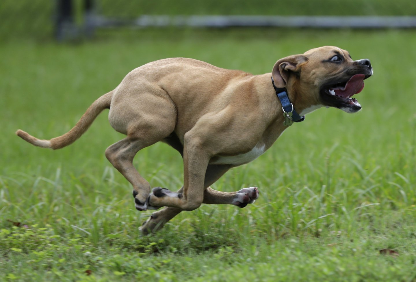 How Much Dog Poop Is in a City Public Park? RealClearScience