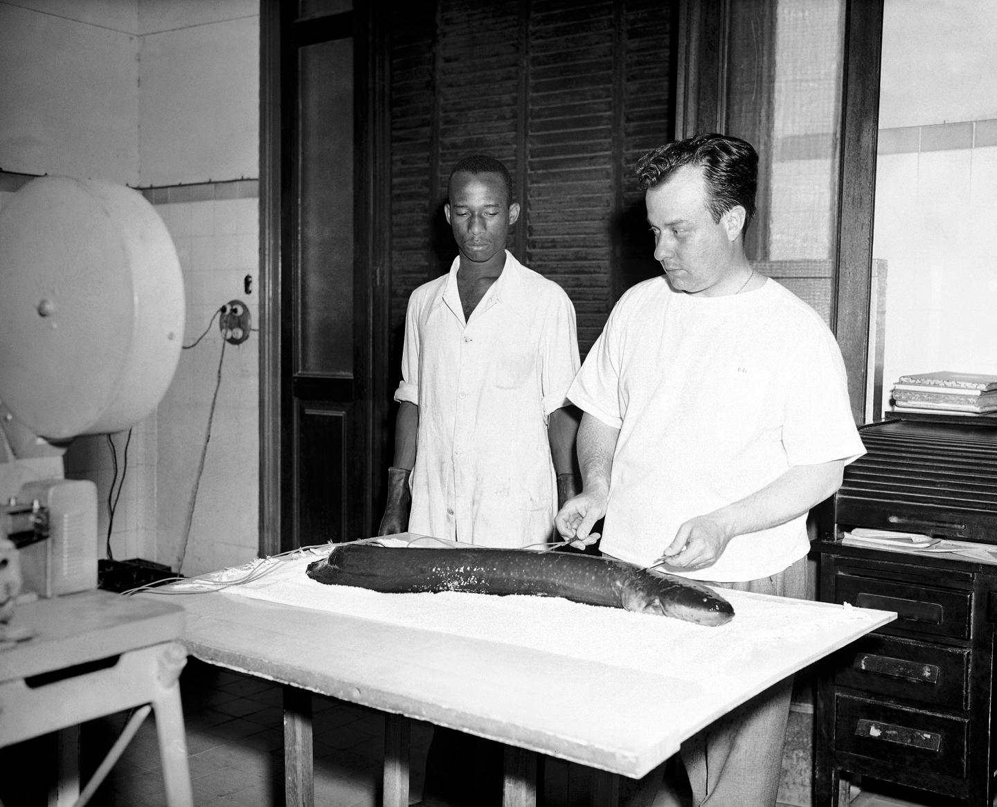 Why Don't Electric Eels Shock Themselves? RealClearScience