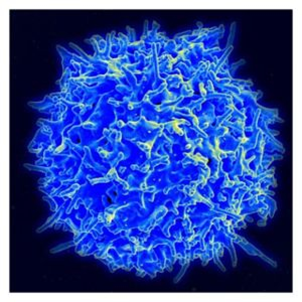 Scientists Turn White Blood Cells Into AntiAging Machines