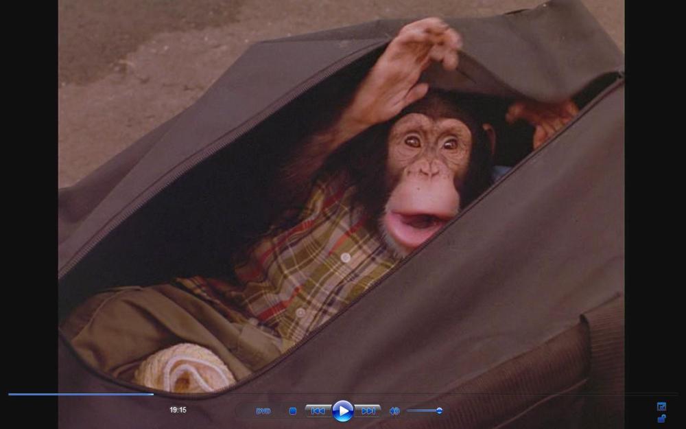 BoC At The Movies MVP (Most Valuable Primate) Battle of California