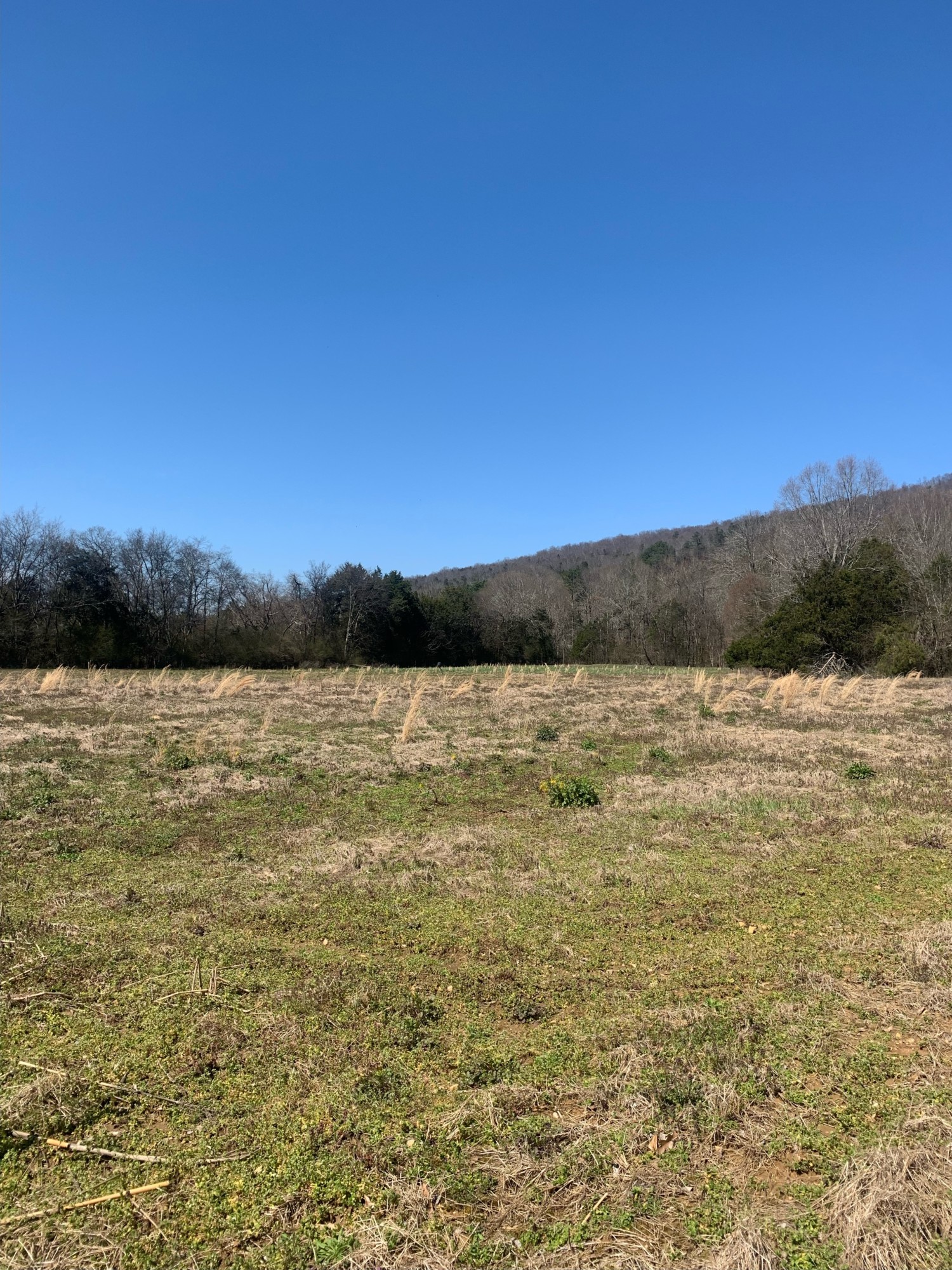 320 Acres Scottsboro Southeastern Land Group