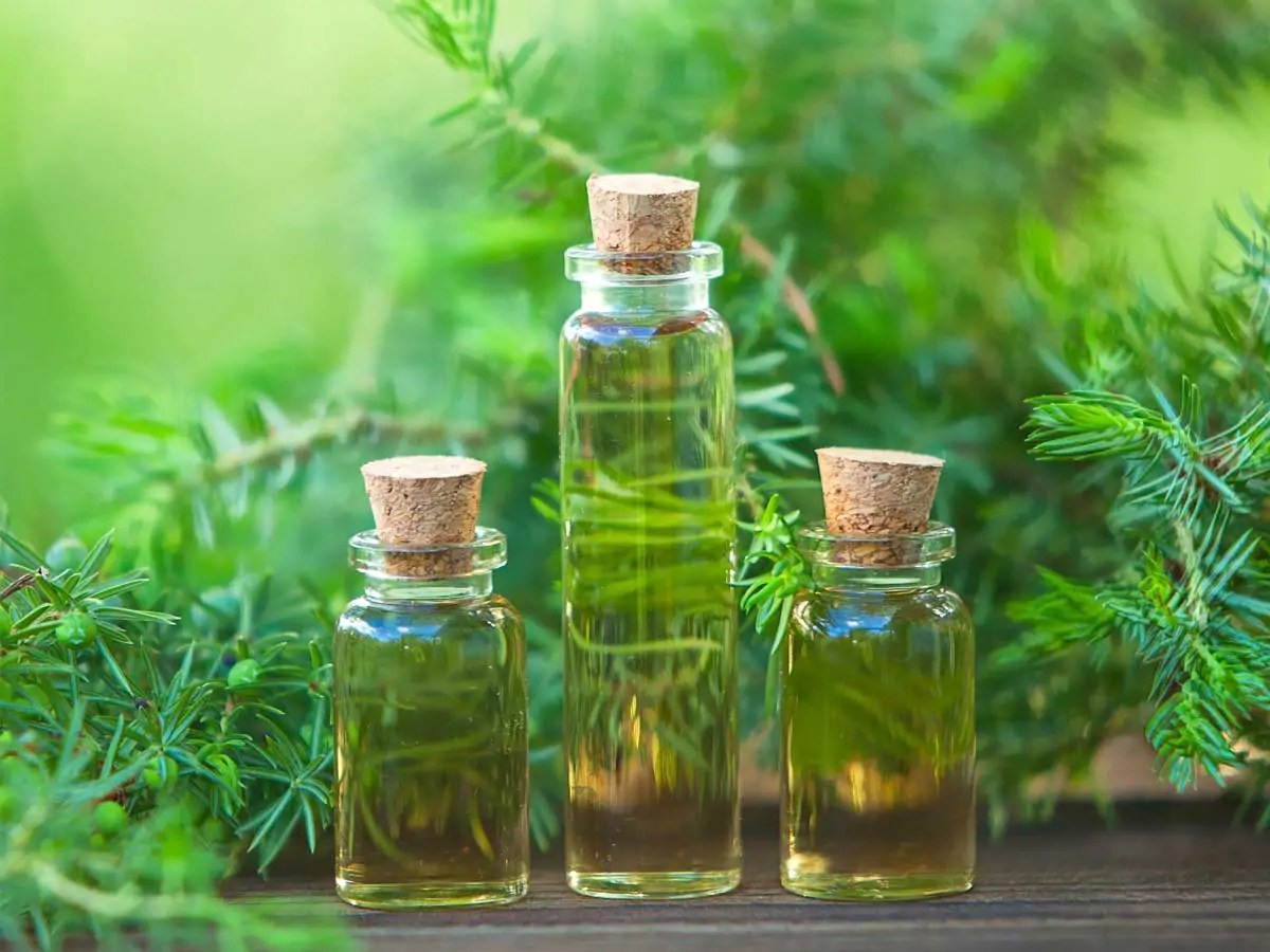 Tea Tree Oil A Treasure Of Health Benefits Shortpedia