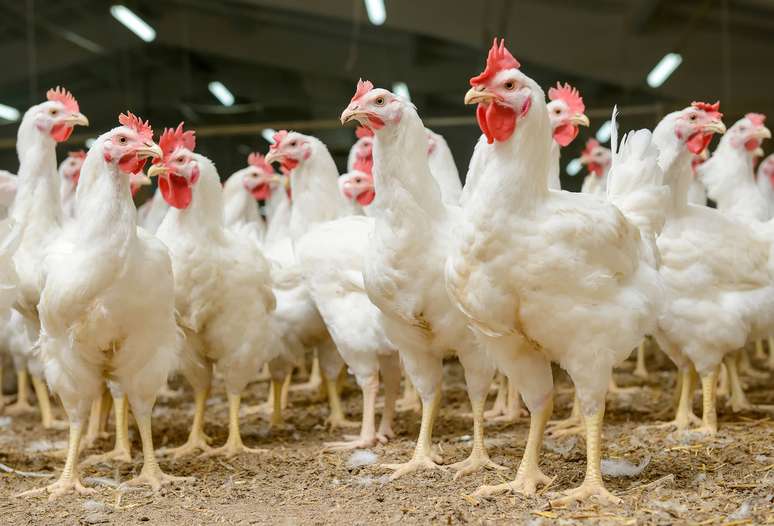 NAICS Code 112320 Broilers and meat type chicken...