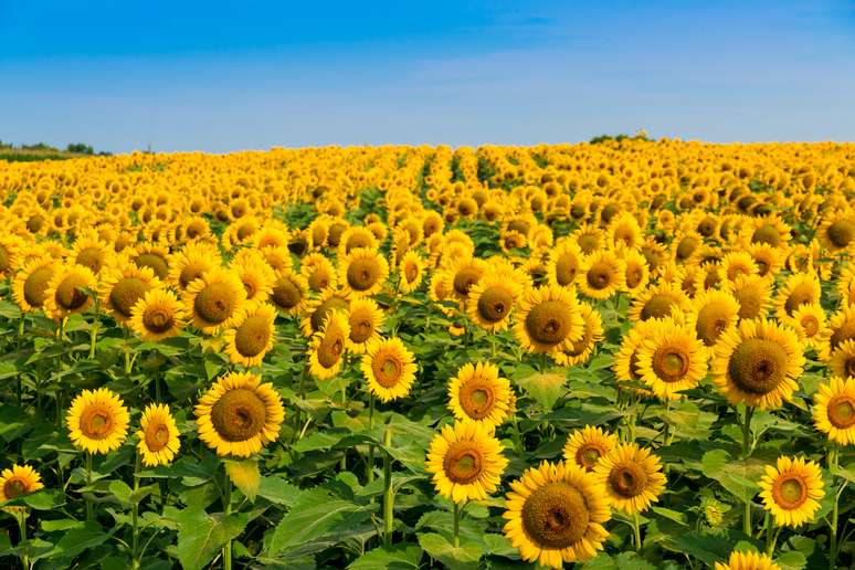 SIC Code 0119 Cash Grains, Not Elsewhere Classified