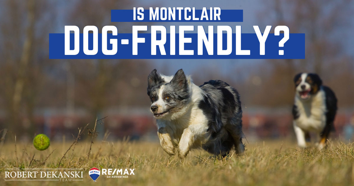 Is Montclair DogFriendly? Dog Parks, Activities & Shopping in