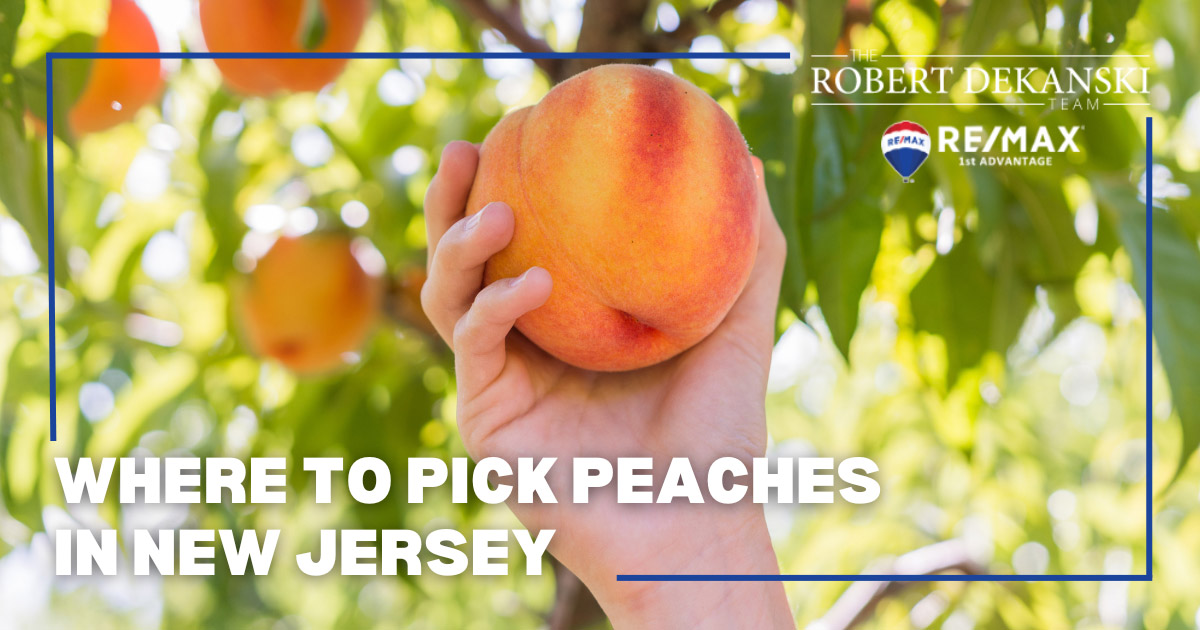 9 Best Peach Farms in NJ Where to Pick Peaches in New Jersey