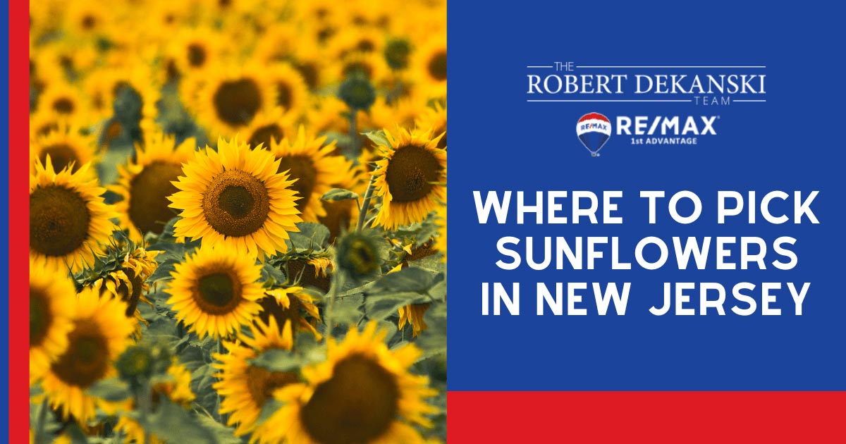 7 Best Sunflower Farms in NJ Sunflower Picking & Photo Spots