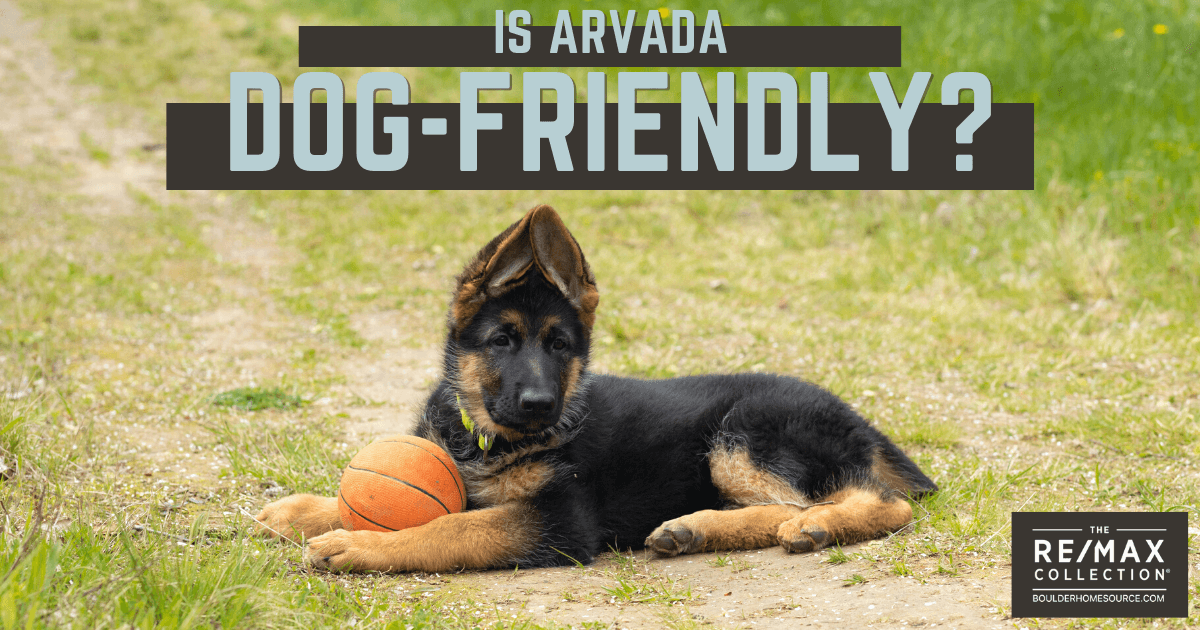 5 Best Dog Parks Near Arvada & DogFriendly Activities