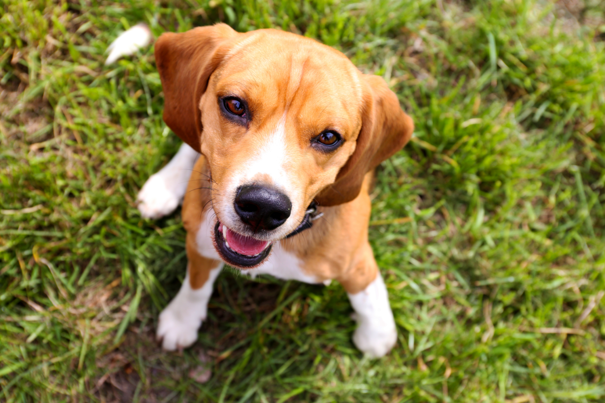 Moving to Charleston Charleston's Dog Friendly Restaurants