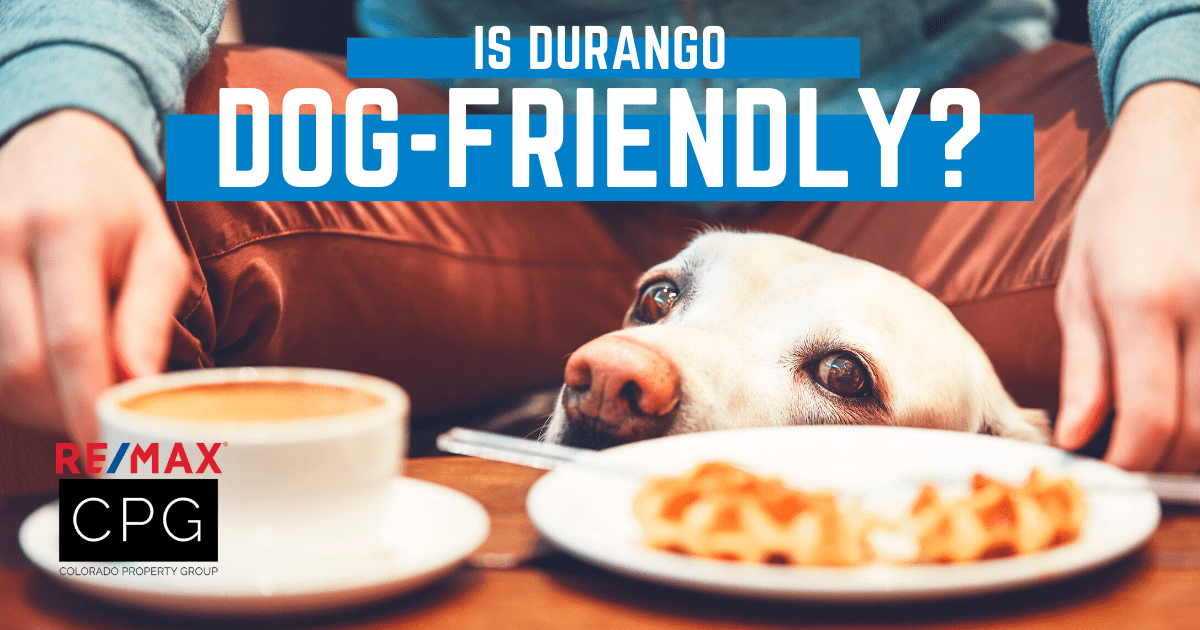 Is Durango DogFriendly? Best Places to Take Your Dog in Durango, CO