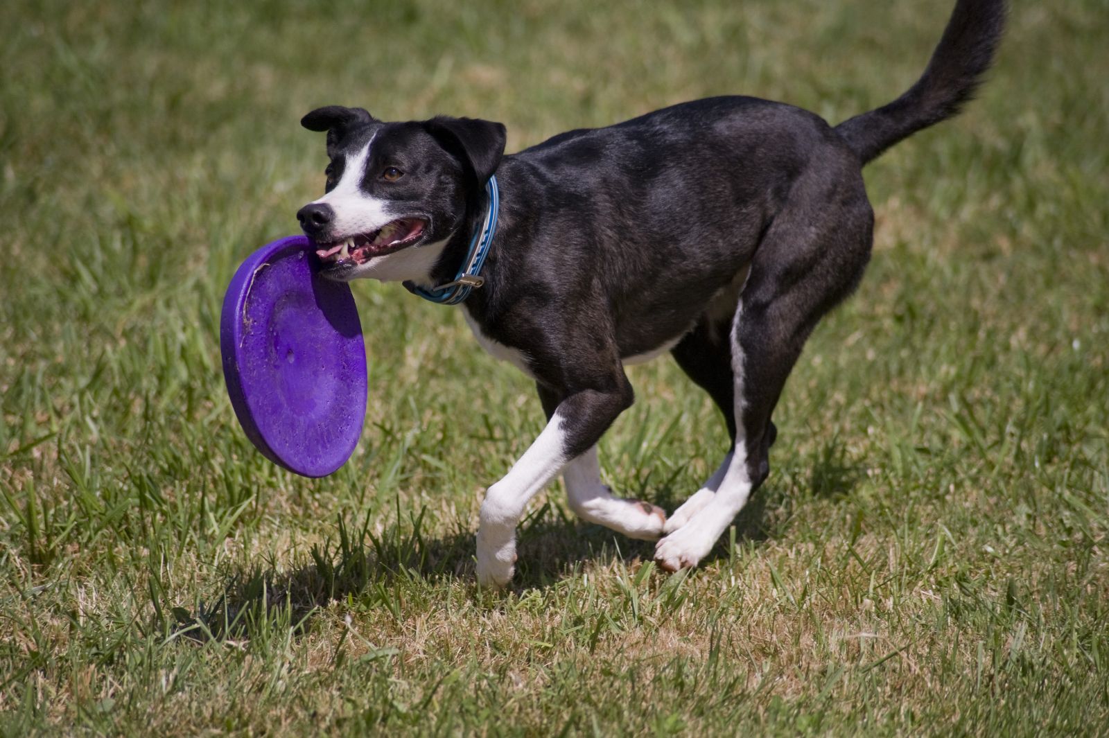 Jumpin' for Juleps Disc Dog Qualifier April 13th14th Louisville