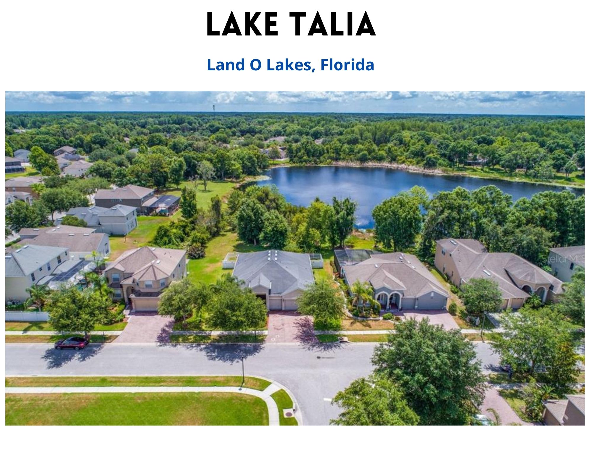Lake Talia Land O Lakes Real Estate Lake Talia Homes for Sale