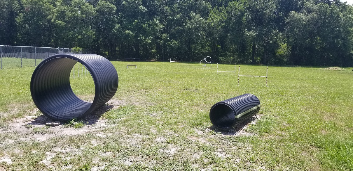 Our favorite Tampa Bay area dog parks