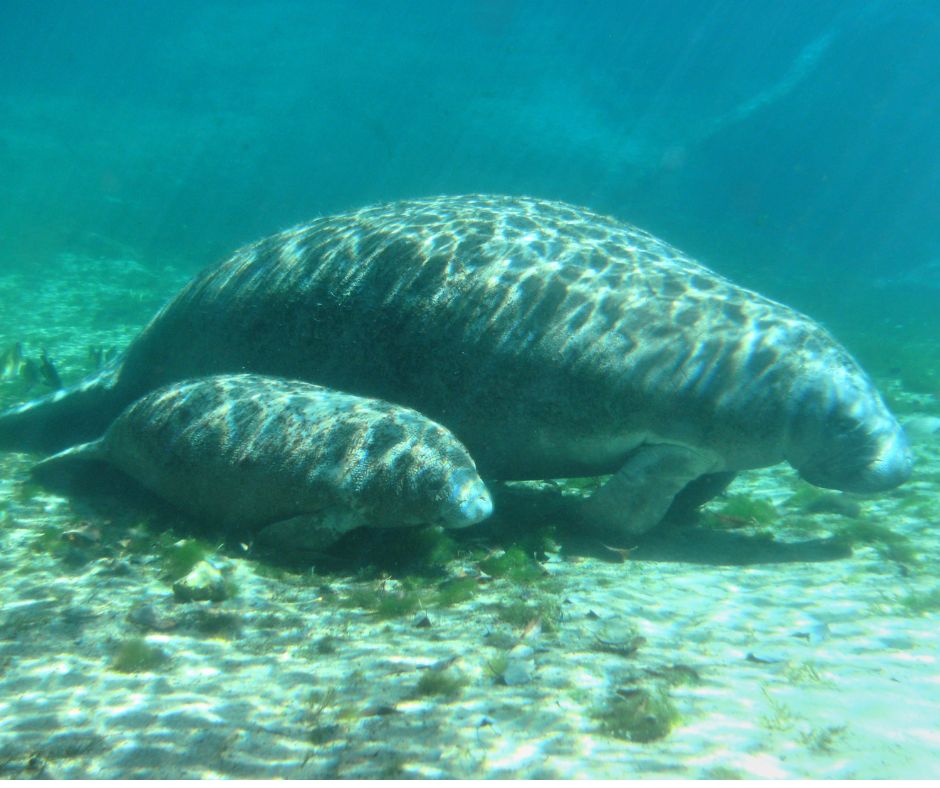 Your guide to natural springs near Tampa