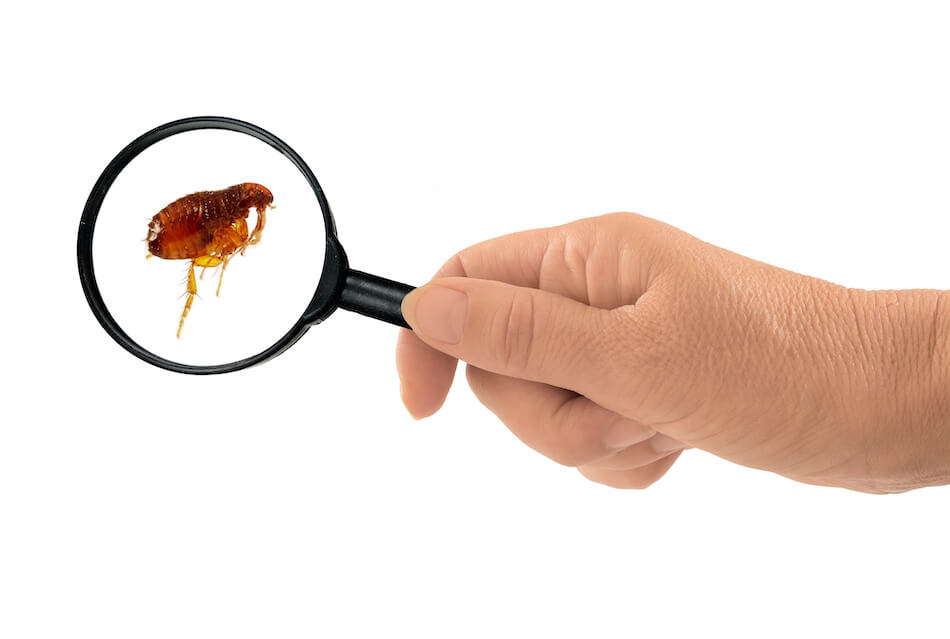 How to Prevent and Get Rid of Fleas [2021 Guide]