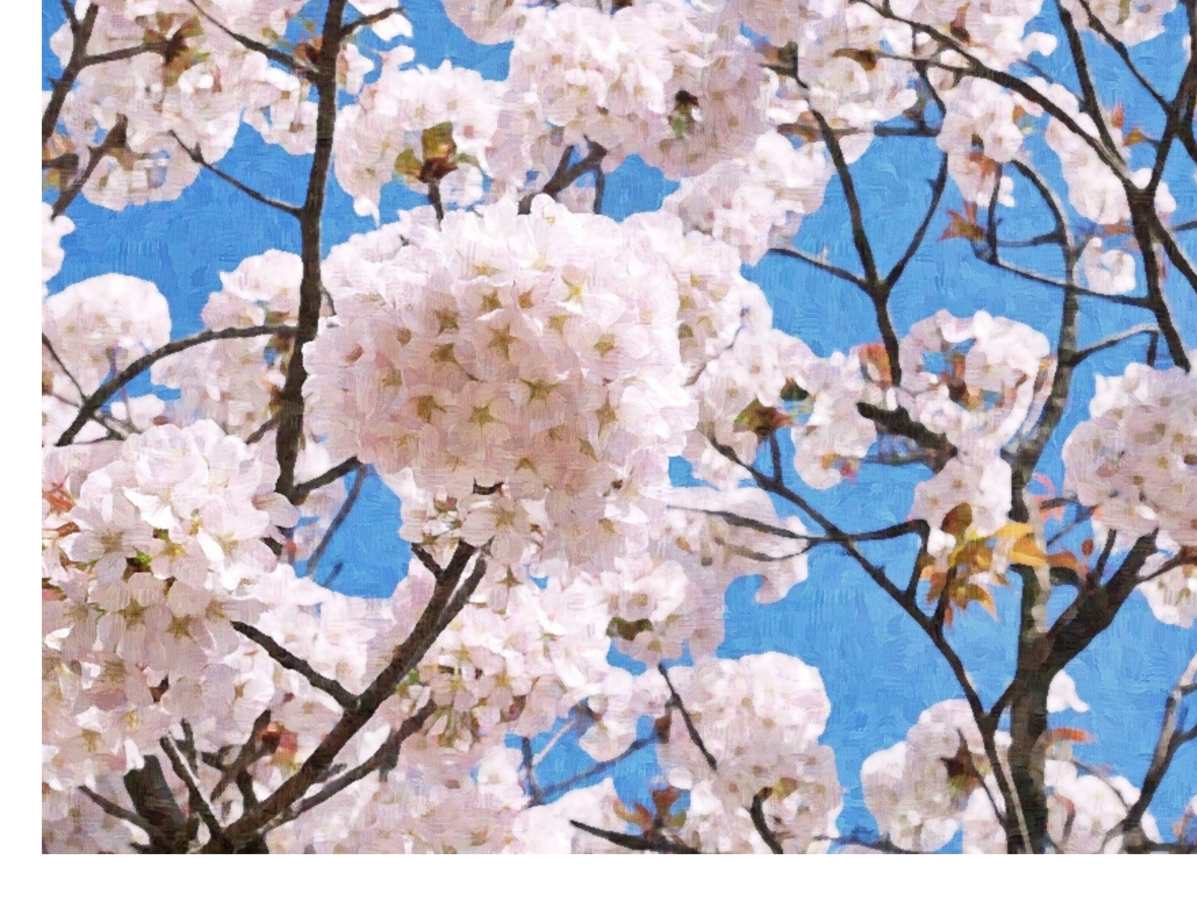 San Francisco's Northern California Annual Cherry Blossom Festival