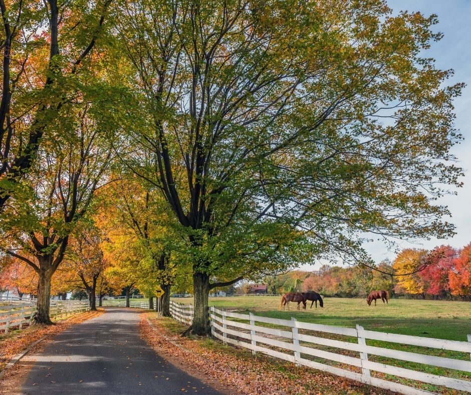 Chaptico Real Estate Homes for Sale in Chaptico Maryland