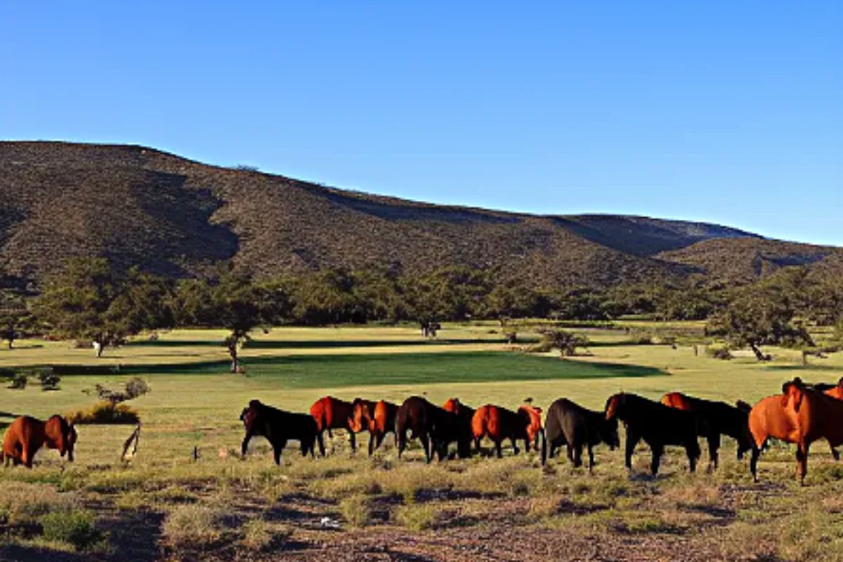 9 Reasons Valley Center San Diego Is a Great Place to Live in 2024 2025