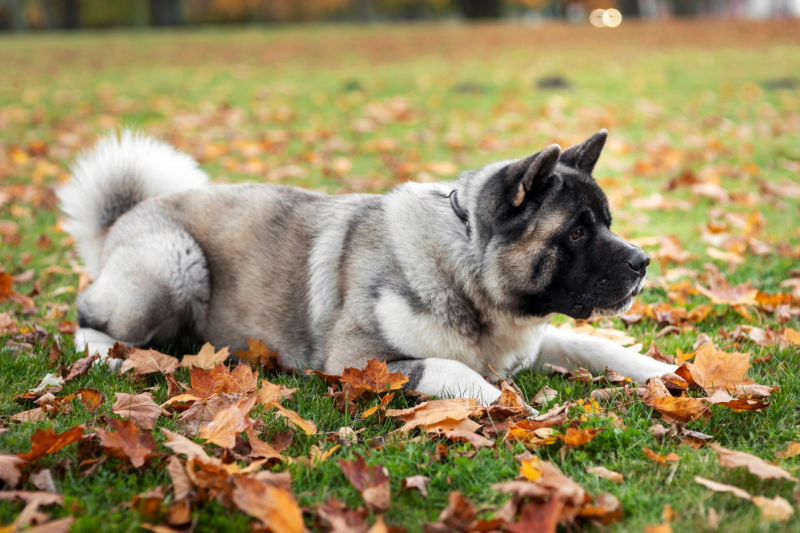 Discover the Best Dog Parks in Denver, CO, Top Dog Parks A MustRead