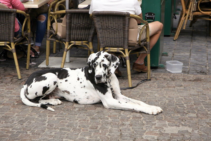 DogFriendly Parks, Beaches & Places in Fort Lauderdale