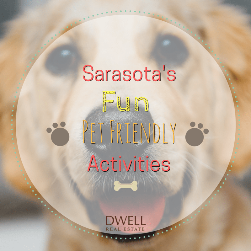 Pet Friendly Activities in Sarasota