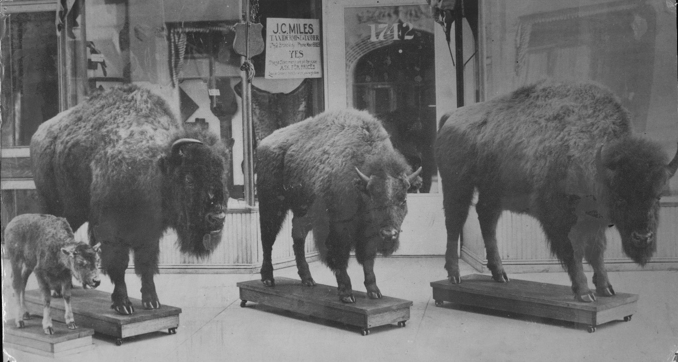 Last Buffalo in CO, Lost Park