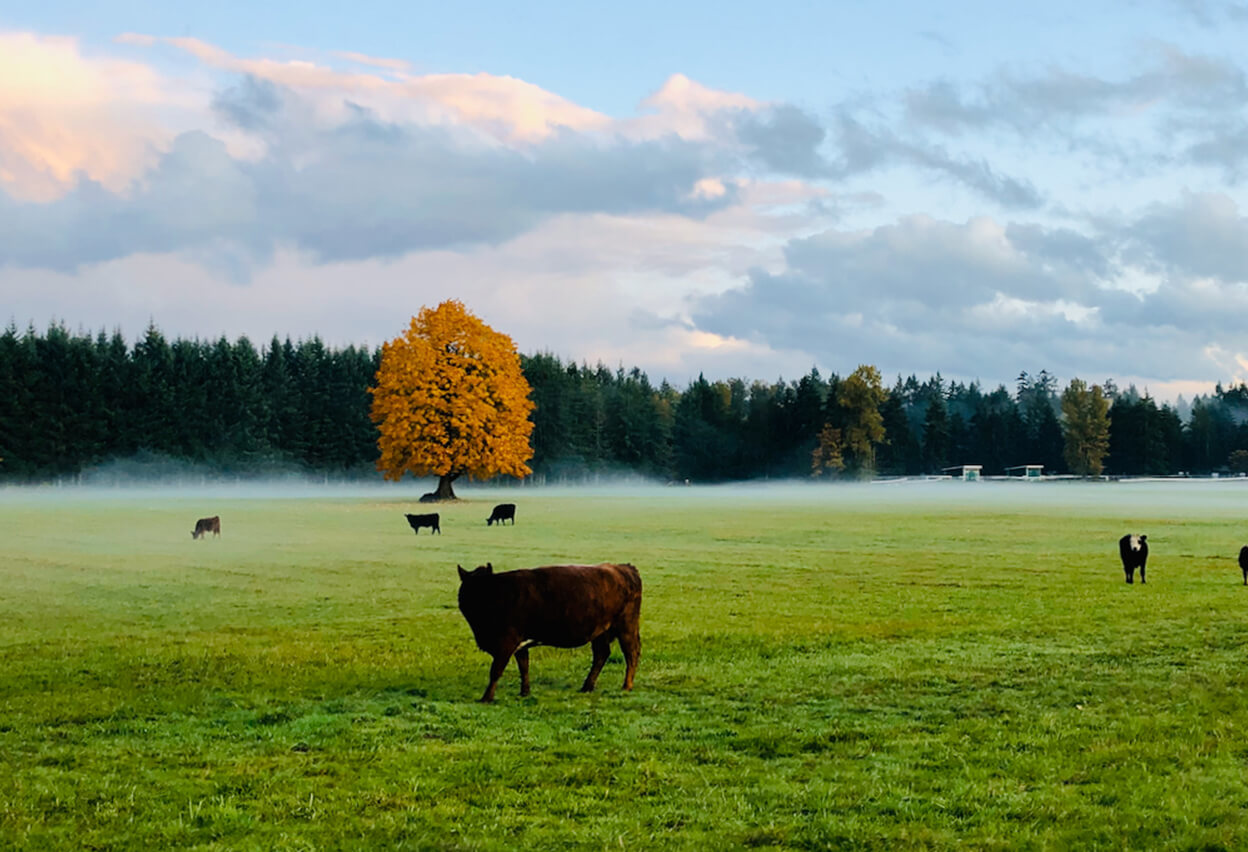 Cedar Elementary Real Estate Homes for Sale in Cedar BC