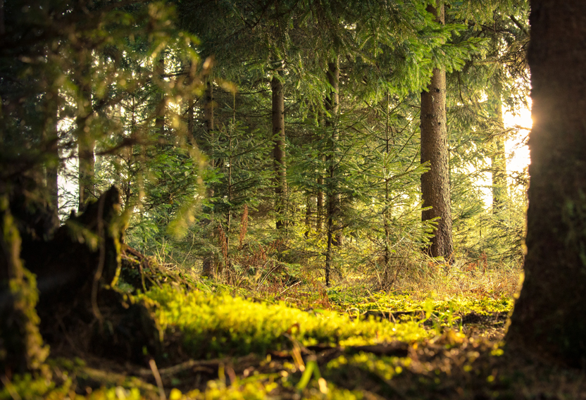 Extension Real Estate Homes for Sale in Extension BC