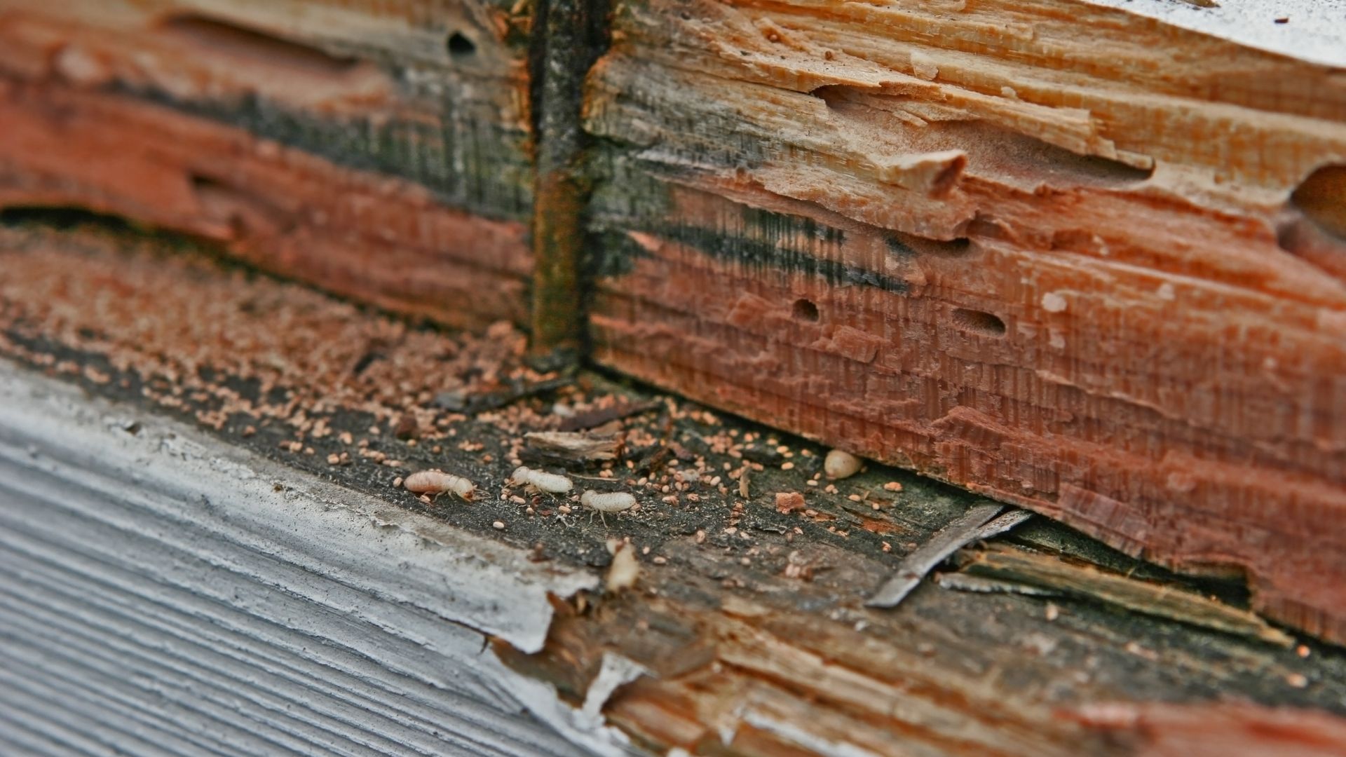Tips on Identifying Signs of Termites & Treatment Options Ask Cathy