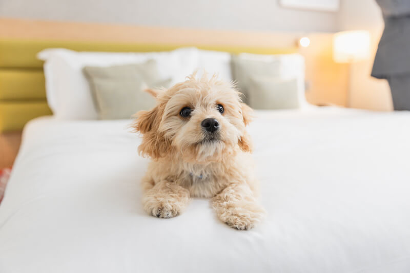 Oakville ON Dog Parks How DogFriendly is Oakville, ON?