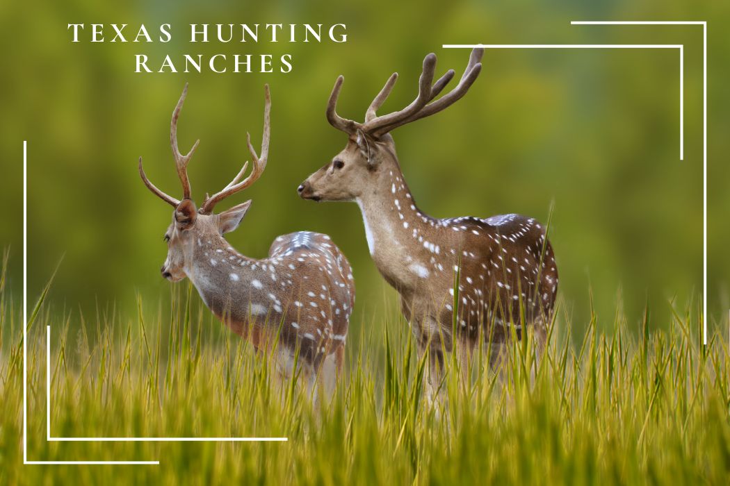 Texas Land, Farms & Ranches for Sale