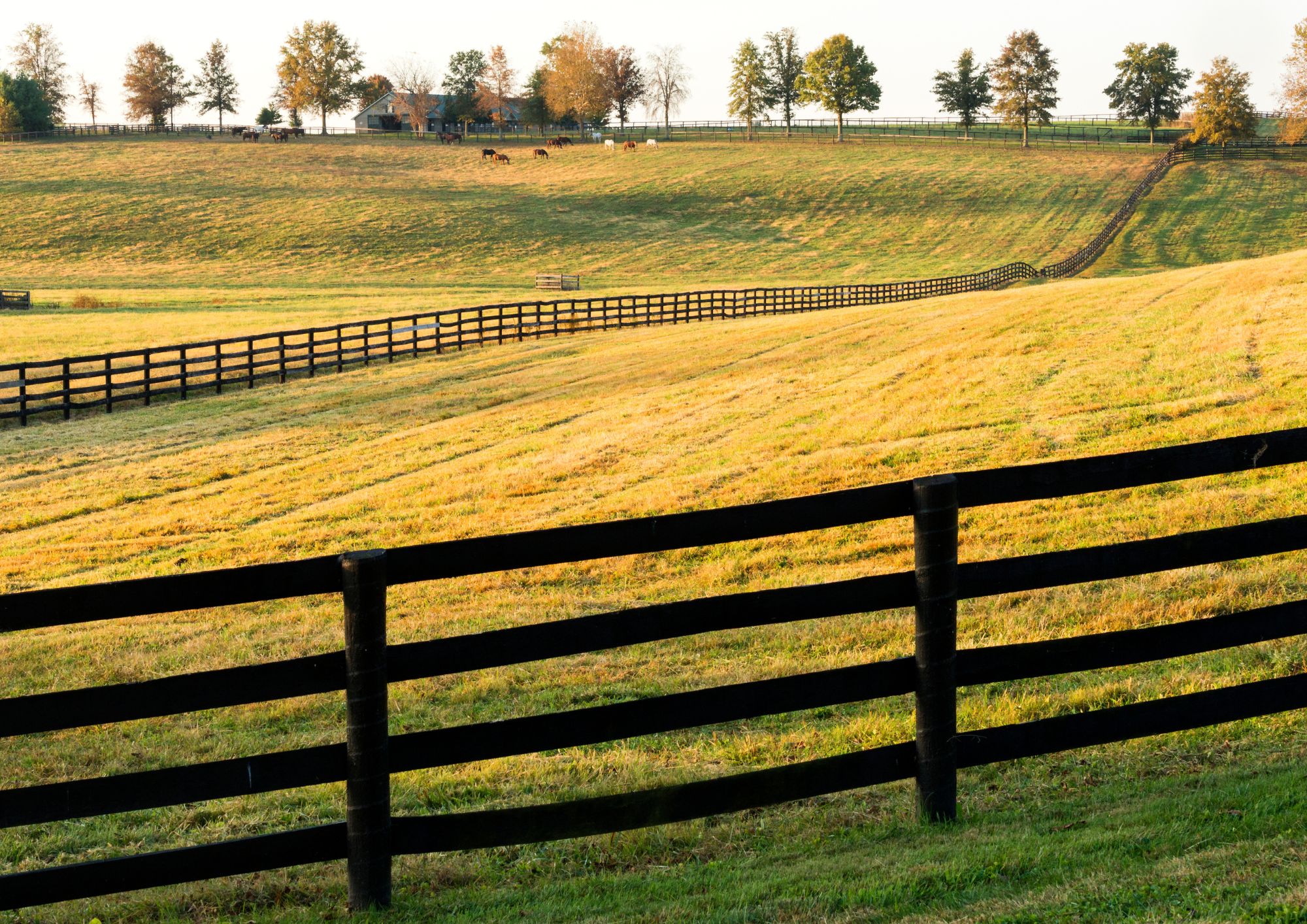 Ultimate Guide to Buying Horse Property in Kentucky Equestrian Real