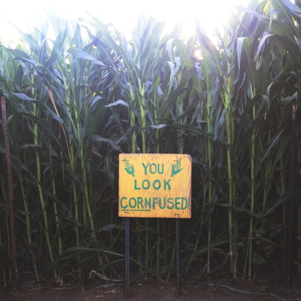 Top Spots for Corn Mazes This Fall in Madison