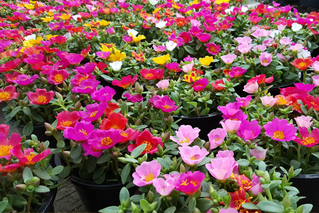 8 Plants To Add To Your Yard That Will Survive The Hot Summers in