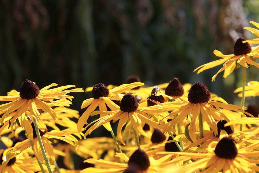 8 Plants To Add To Your Yard That Will Survive The Hot Summers in