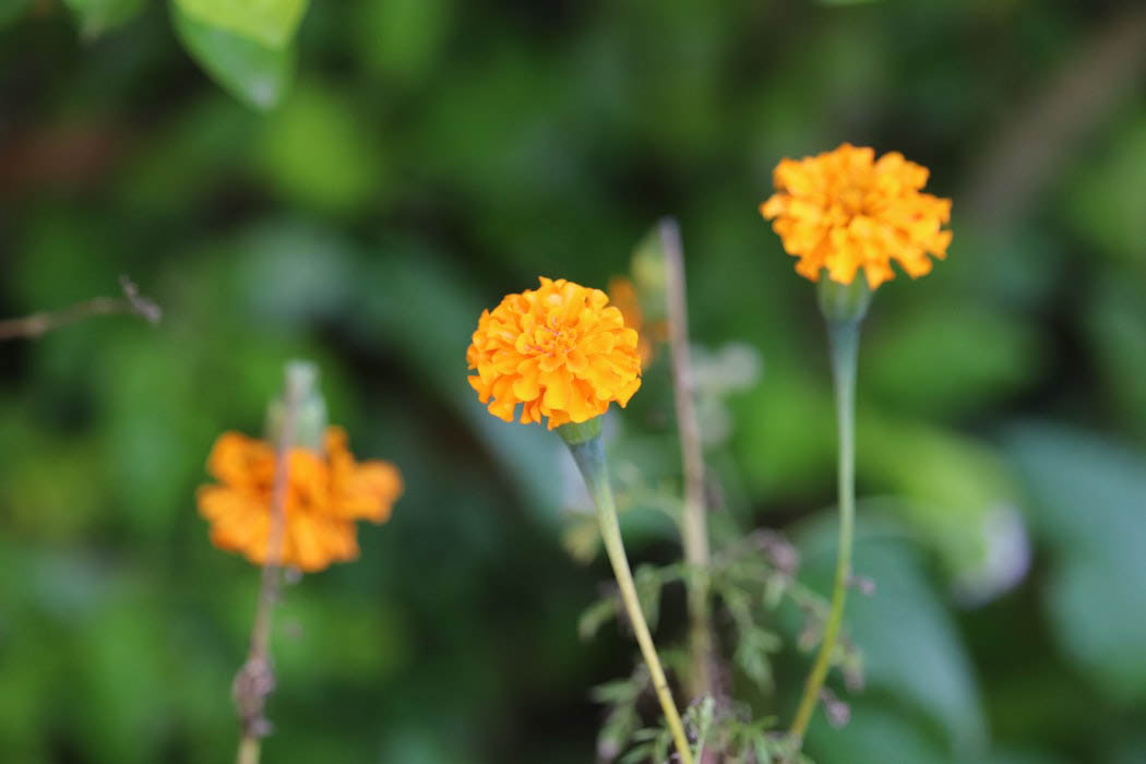 8 Plants To Add To Your Yard That Will Survive The Hot Summers in