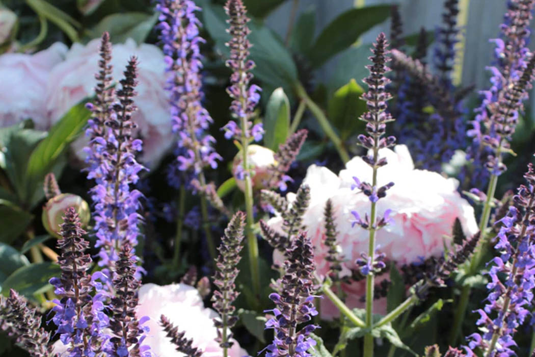8 Plants To Add To Your Yard That Will Survive The Hot Summers in