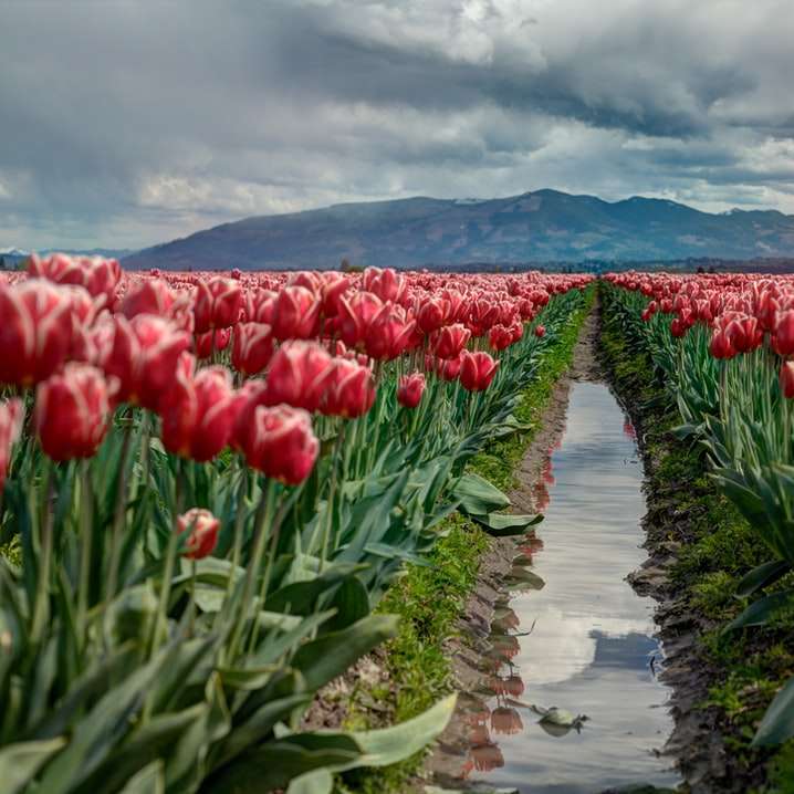 SURREAL NATURAL WALKING PATH Play Sliding Tiles Puzzle for free at