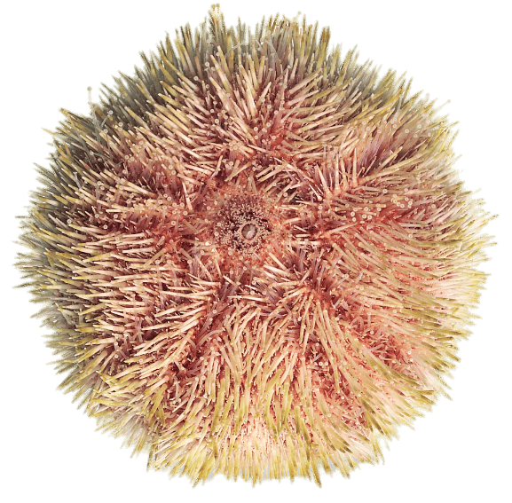 Colourful Sea Urchin transparent PNG StickPNG