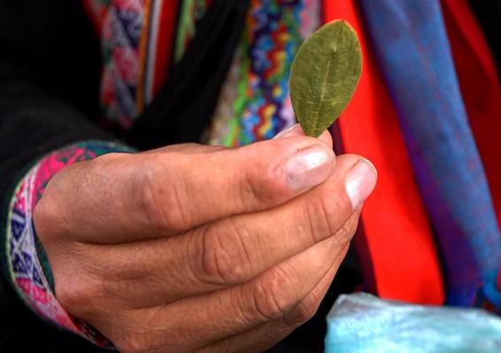 Did The Mayans Develop Coca Plant did-the-mayans-develop-coca-plant