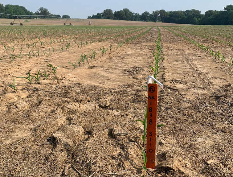 Tennessee Test Plots Allow NK Sales Representatives to Monitor Hybrid