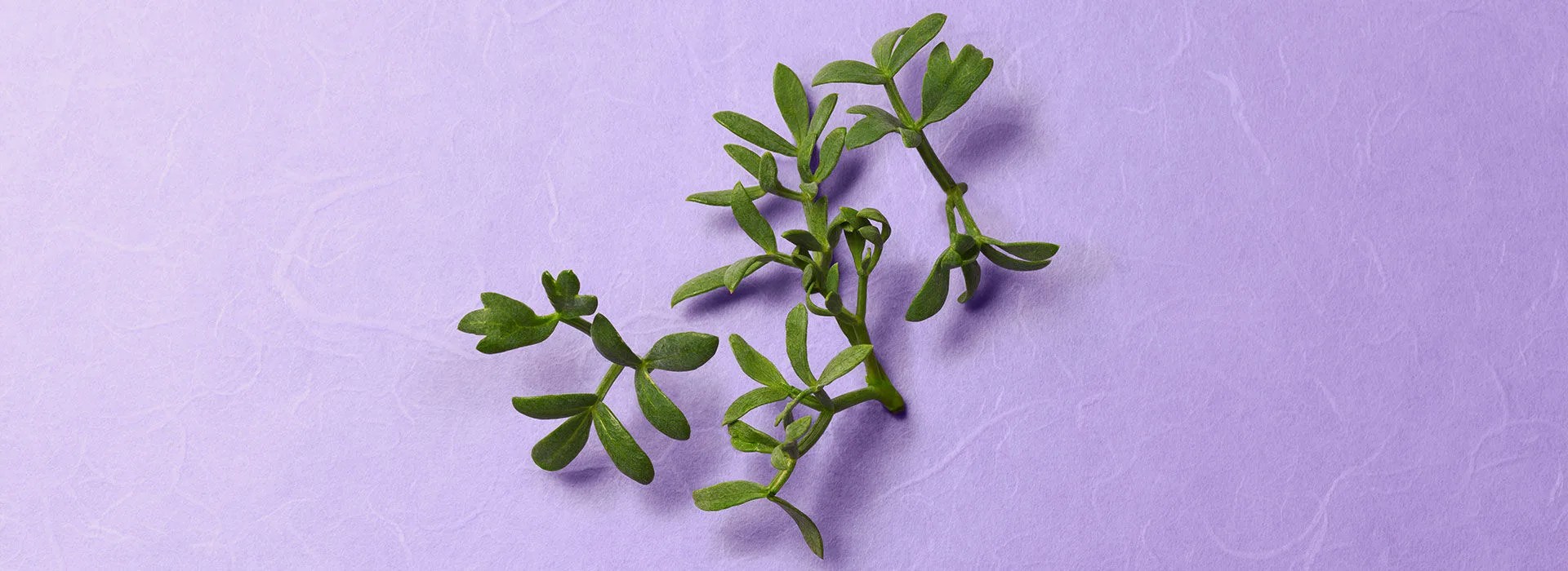 Sea Fennel Extract Benefits for Skin Tatcha