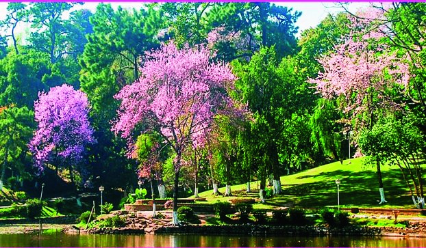 cherry blossom festival 2023 india Cherry blossom festival today Telegraph India