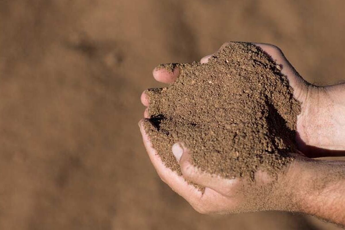 Palm kernel expeller safe for use in dairy cattle feed — MPOB