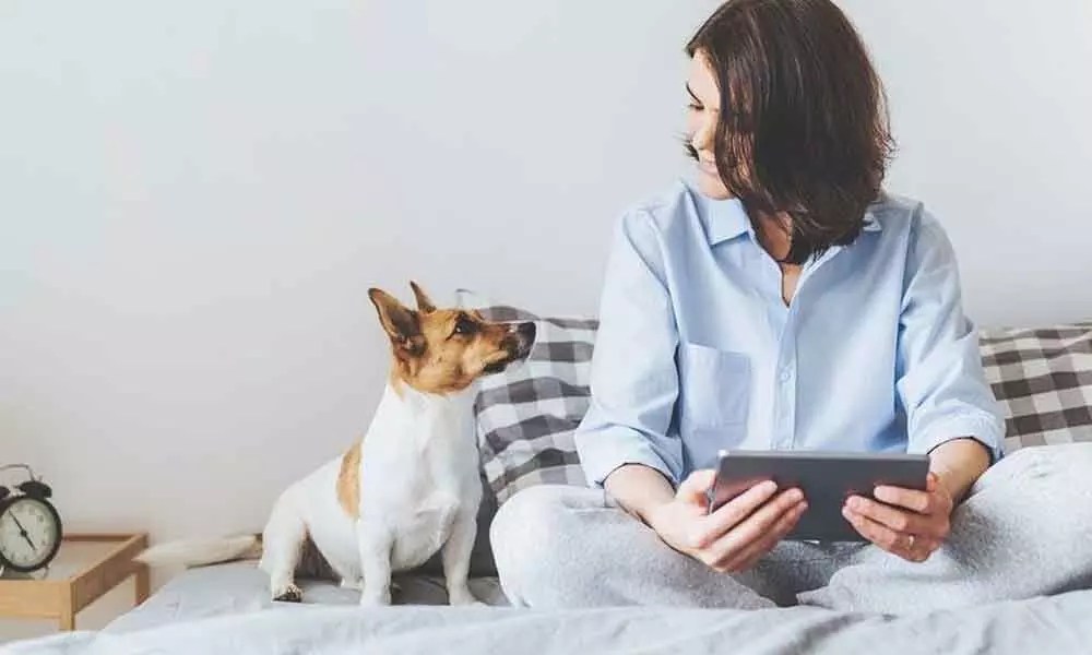 Prepare your pet for post lockdown life