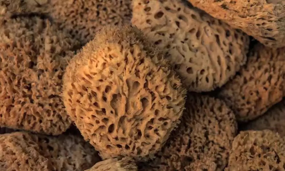 The Specific Sponge Structures Could Be Earth's Earliest Animal