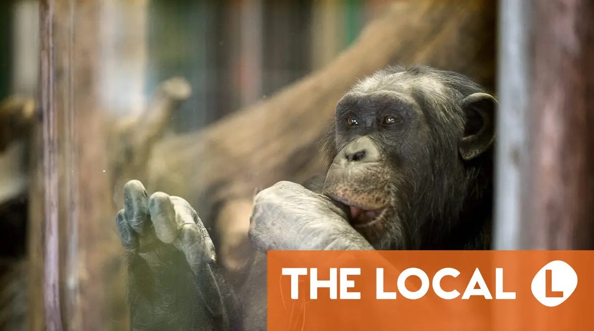 Four chimpanzees shot after escape from Swedish wildlife park