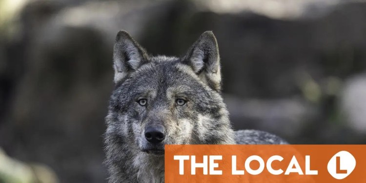 Wolves to lynx: Where in Switzerland could you come face to face with predators? Wolves to lynx: Where in Switzerland could you come face to face with predators?