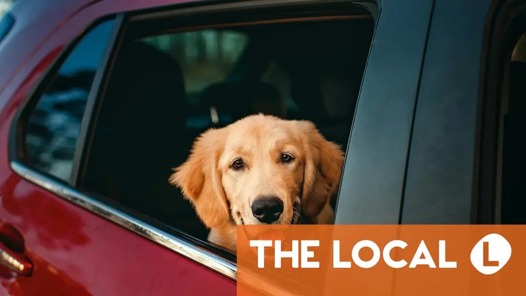 New rules on pet passports for trips between Spain and the UK