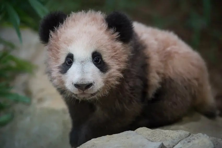 France's first panda cub makes debut appearance